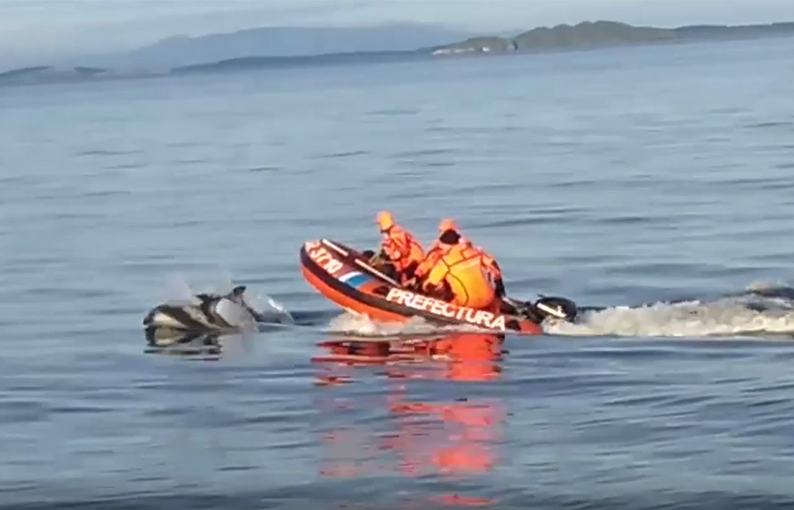 VIDEO: Prefectura patrulla el Canal Beagle acompañada de delfines ...