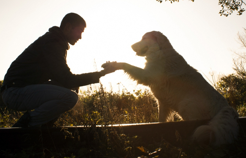 Día Mundial del Perro: Cada 21 de julio es el día del "Mejor Amigo" del hombre, celebrando con la mascota su incondicional fidelidad - Vimarsana News